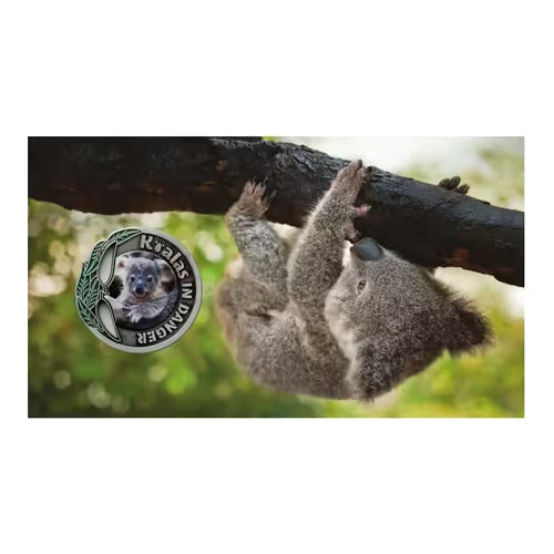 2024 Koalas in Danger - Endangered in the QLD Limited Edition Medallion & Stamp Cover PNC